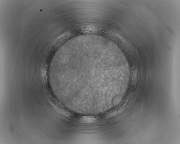 X0000111000749200907311030