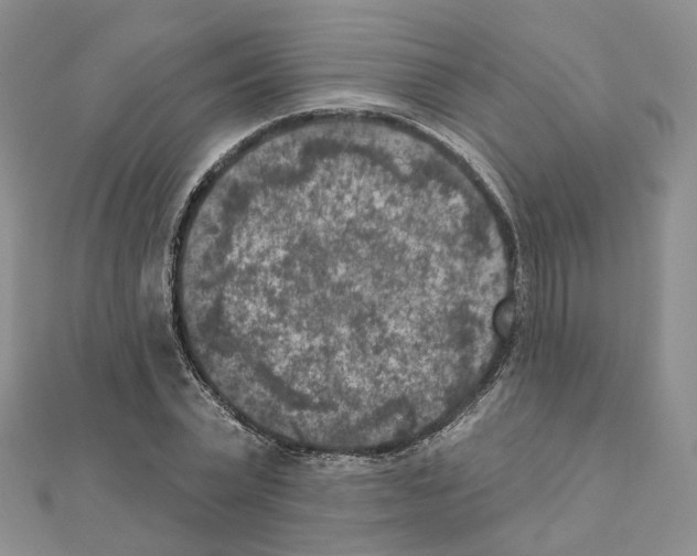 X0000111000783200907311030