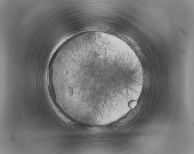 X0000111000796200907311030