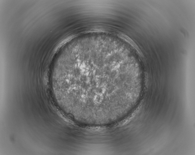 X0000111000826200907311029