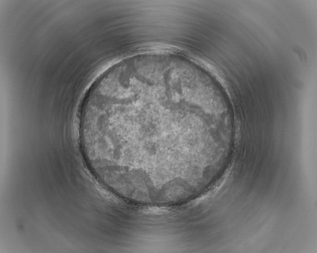 X0000111000835200907311029