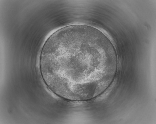 X0000111000862200907311029