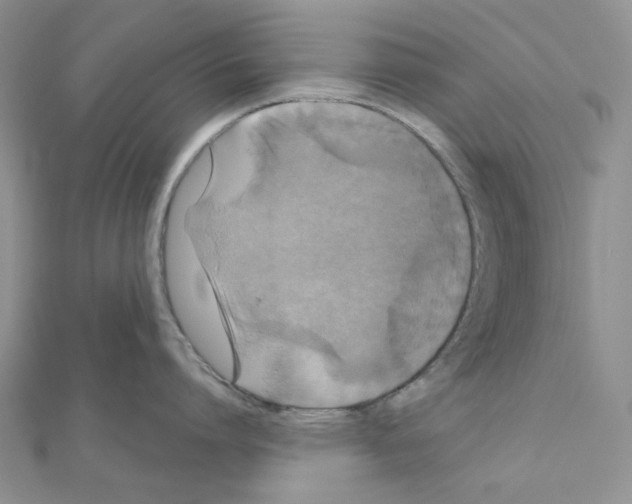 X0000111000864200907311029