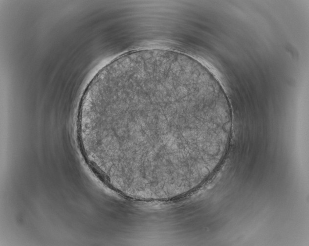 X0000111000949200907311028