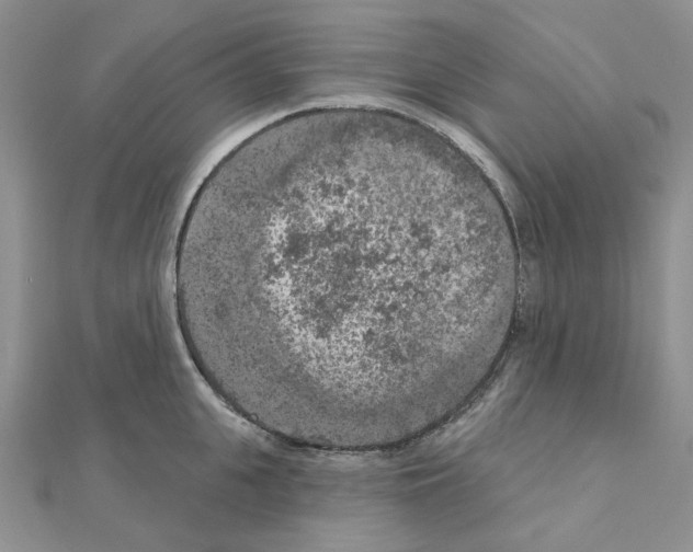 X0000111000951200907311028