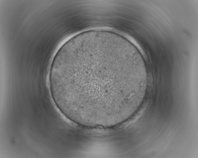 X0000111000959200907311028