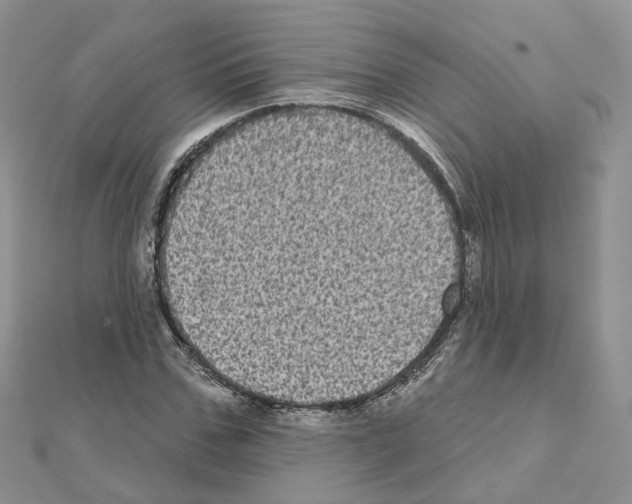 X0000111000971200907311027