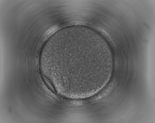 X0000111000977200907311027