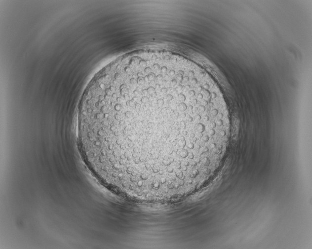 X0000111001036200907311027