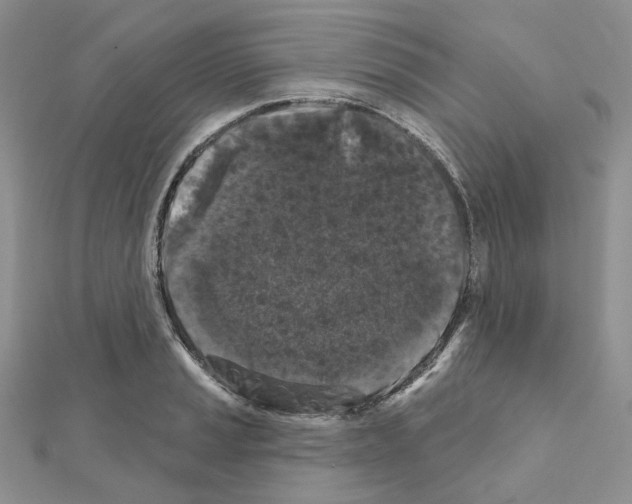 X0000111001037200907311027