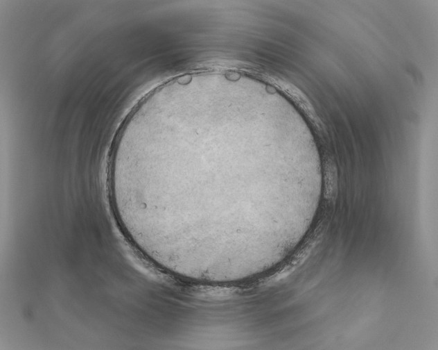 X0000111001039200907311027