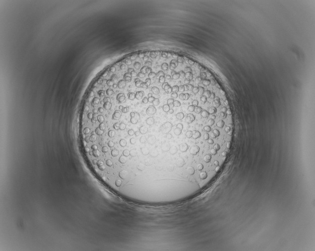 X0000111001040200907311027