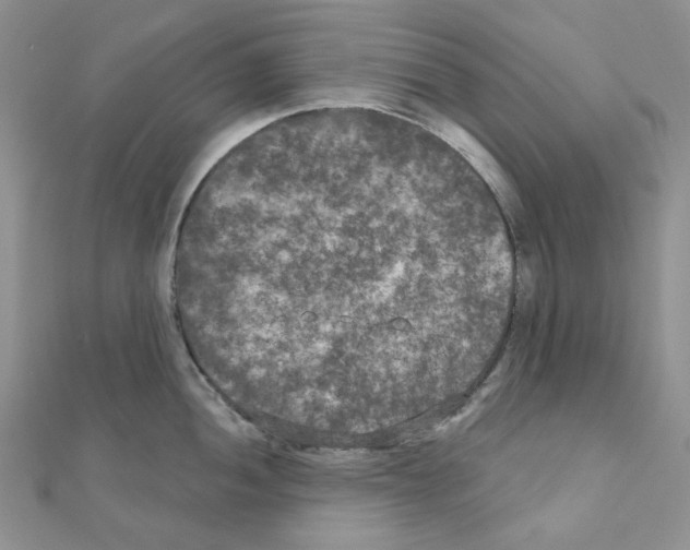 X0000111001052200907311027