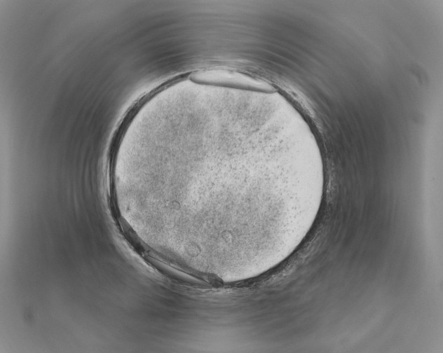 X0000111001080200907311026