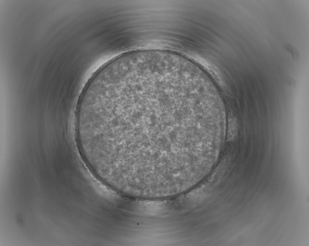 X0000111001086200907311026