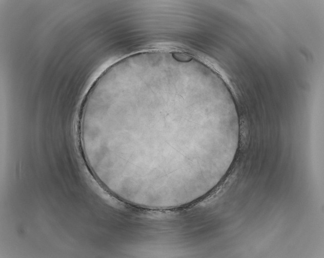 X0000111001091200907311026