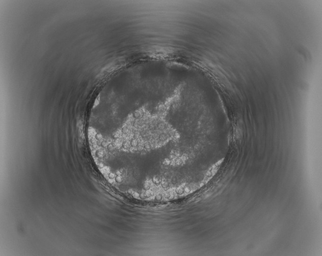 X0000111001106200907311025