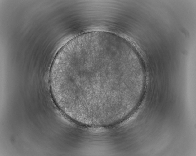 X0000111001129200907311025