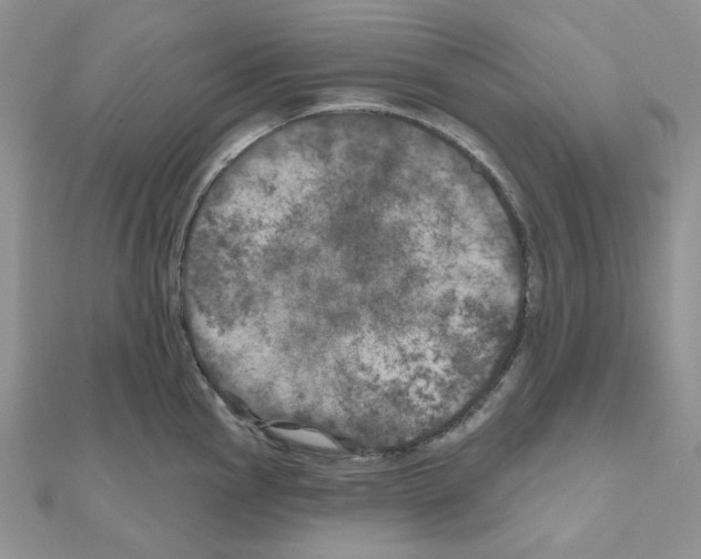 X0000111001145200907311026