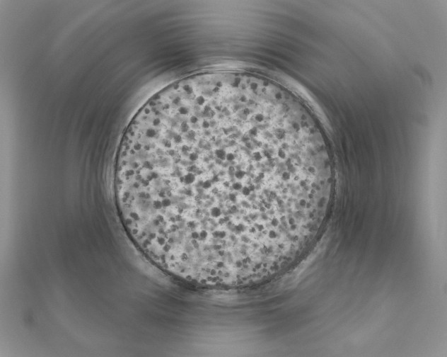 X0000111001194200907311024