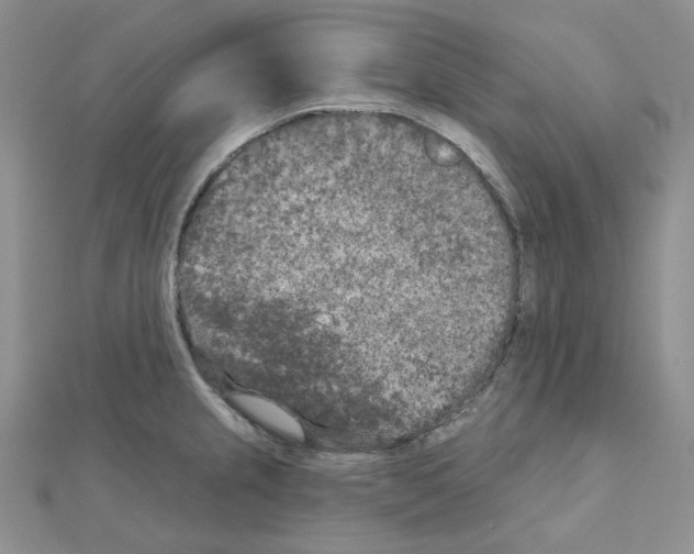 X0000111001237200907311024