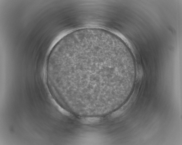 X0000111001294200907311023