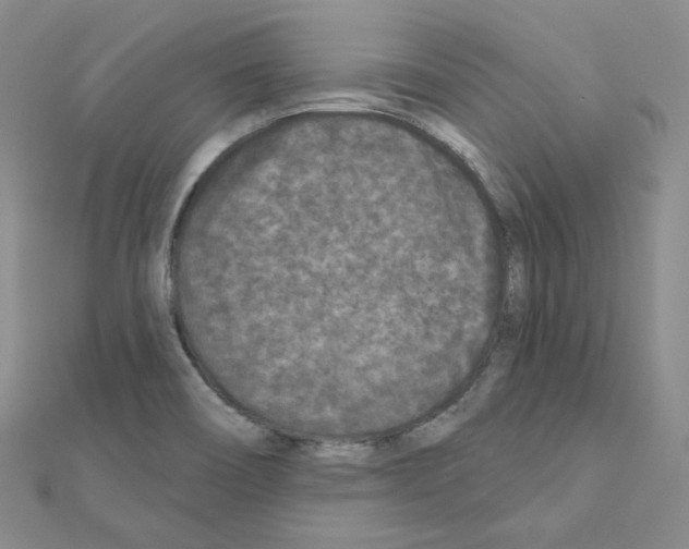 X0000111001466200907311021