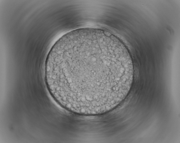 X0000111001479200907311021