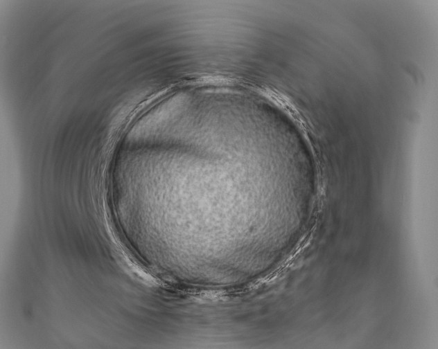 X0000111010097200906261528