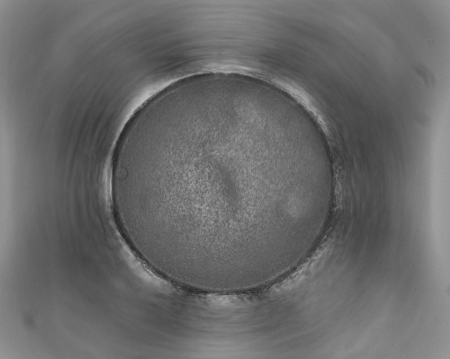 X0000111011032200906261515