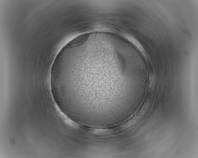 X0000111011439200906261510