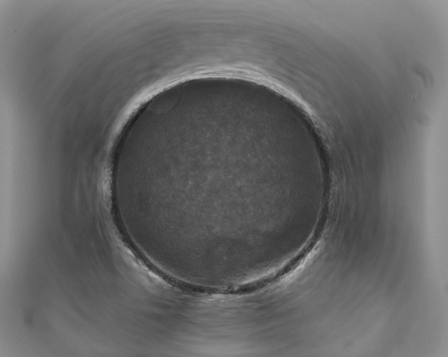 X0000111011506200906261509