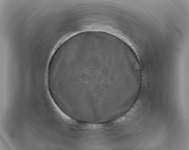 X0000111011525200906261509
