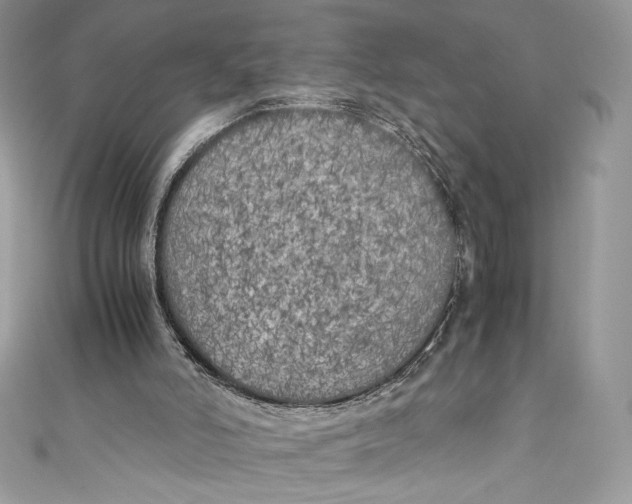 X0000111010006200907061005