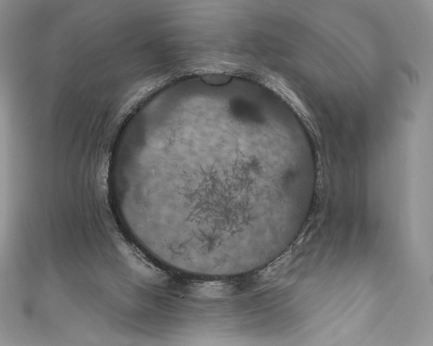 X0000111010058200907061004
