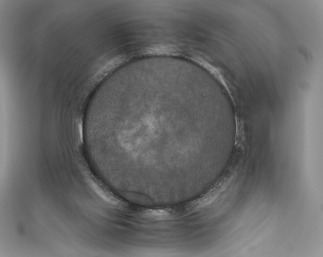 X0000111010061200907061004