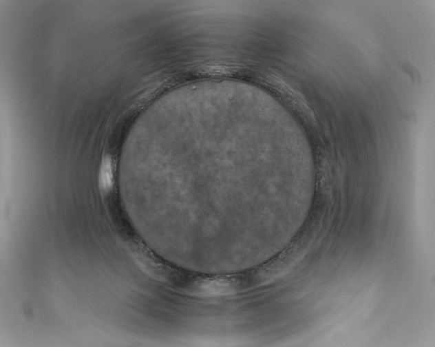 X0000111010075200907061004