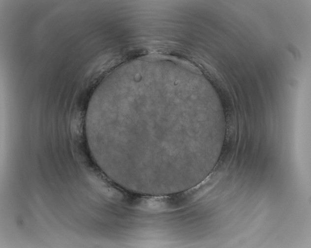 X0000111010078200907061004