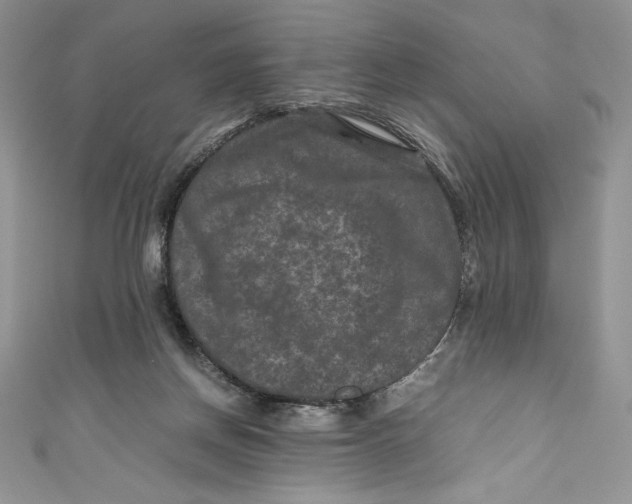 X0000111010166200907061002