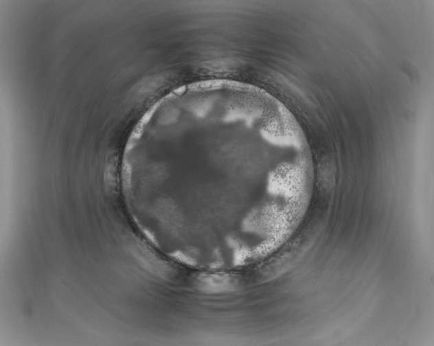 X0000111010181200907061003