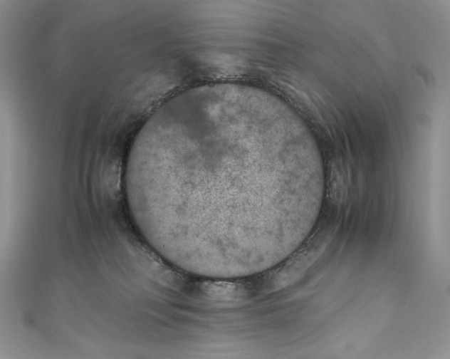 X0000111010230200907061002