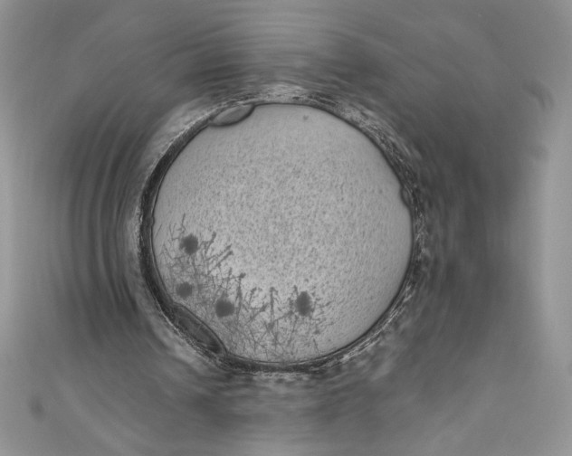 X0000111010242200907061001