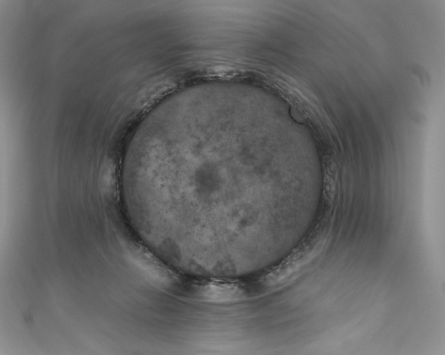 X0000111010270200907061001