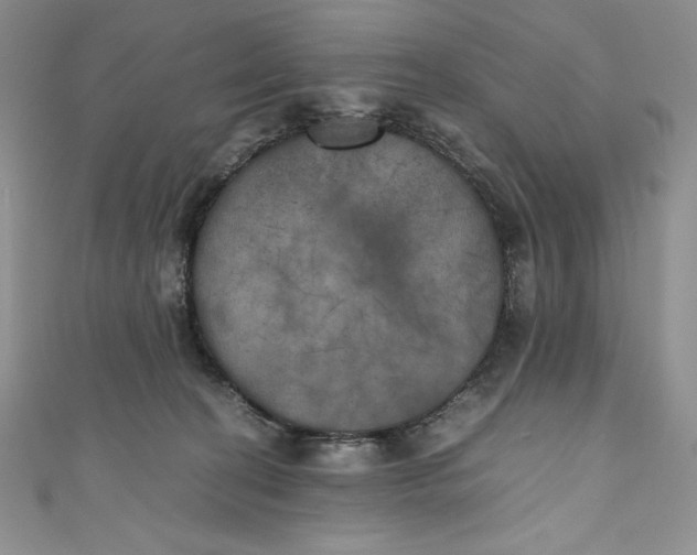 X0000111010274200907061001