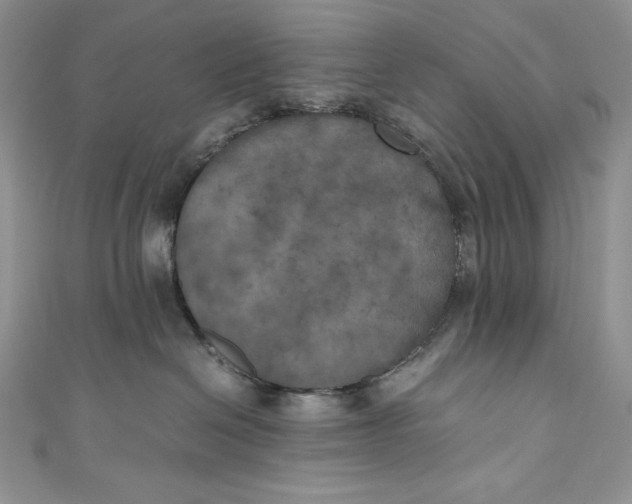 X0000111010286200907061002
