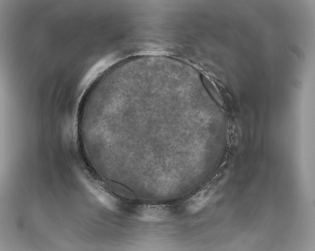 X0000111010296200907061001