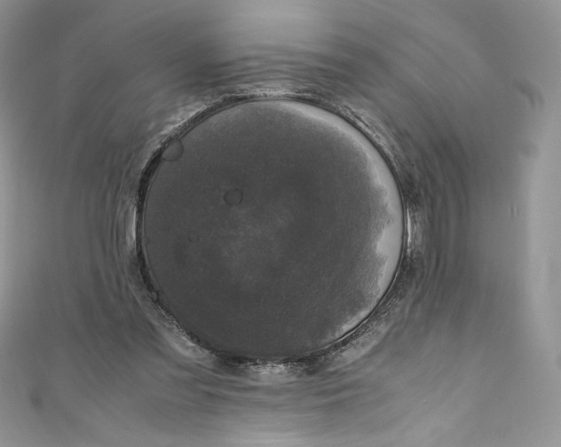 X0000111010301200907061001