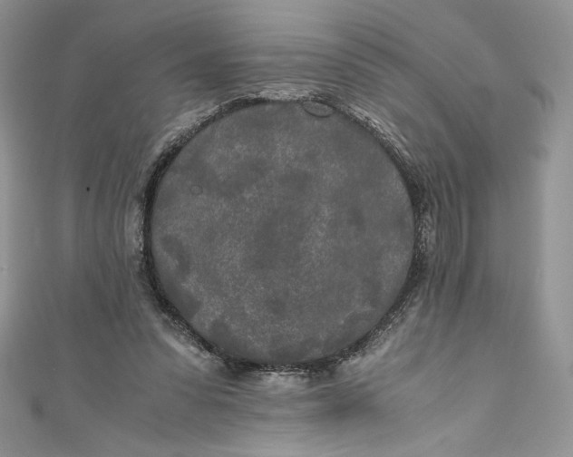 X0000111010303200907061001