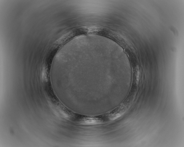 X0000111010316200907061000