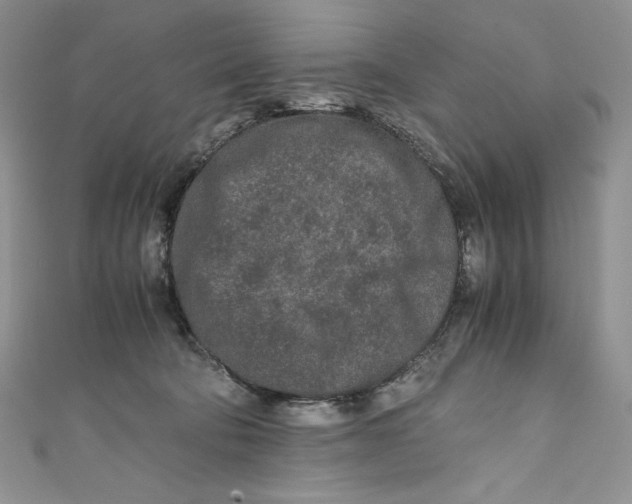 X0000111010322200907061000